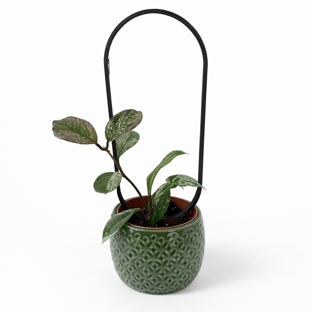 Hoya Stardust – zestaw z podpórką OVO i dekoracyjną osłonką