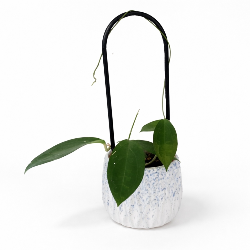 Hoya Ternate – zestaw z podpórką OVO i dekoracyjną osłonką