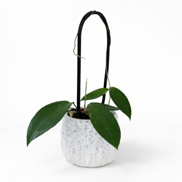 Hoya Ternate – zestaw z podpórką OVO i dekoracyjną osłonką