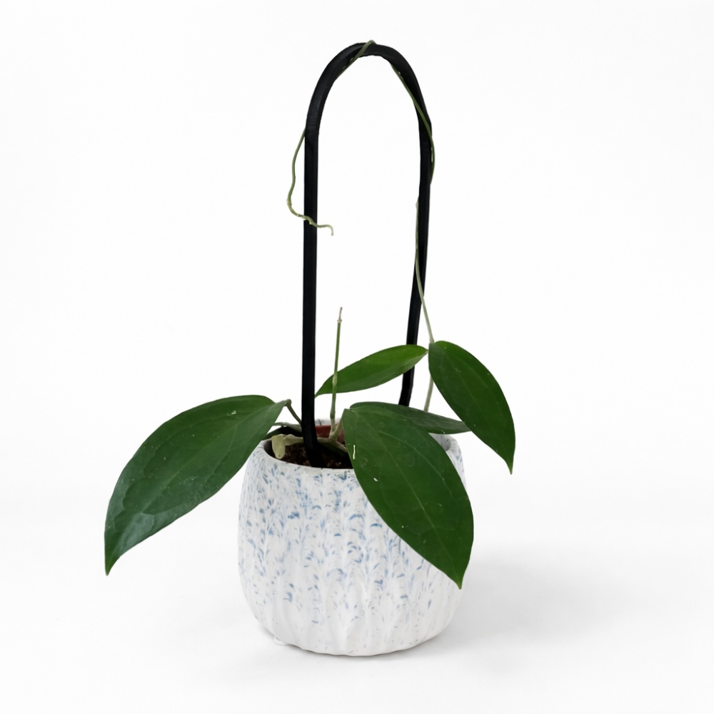 Hoya Ternate – zestaw z podpórką OVO i dekoracyjną osłonką