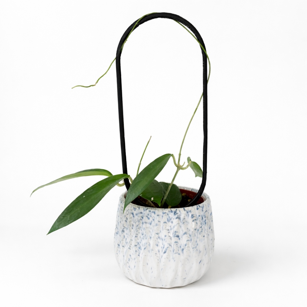 Hoya Ternate – zestaw z podpórką OVO i dekoracyjną osłonką