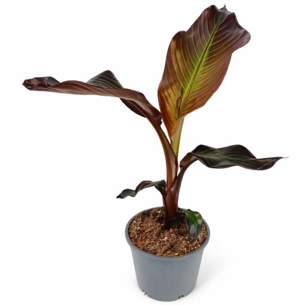 Bananowiec abisyński -ensete maurelli