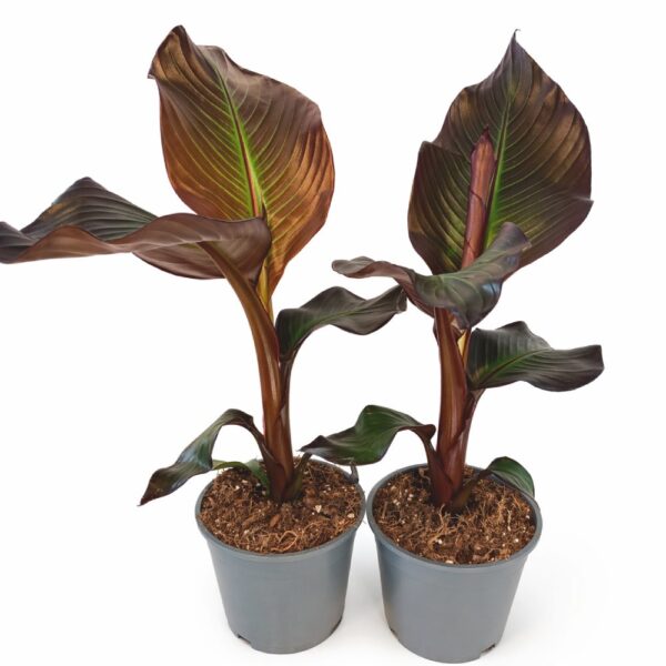 Bananowiec abisyński -ensete maurelli