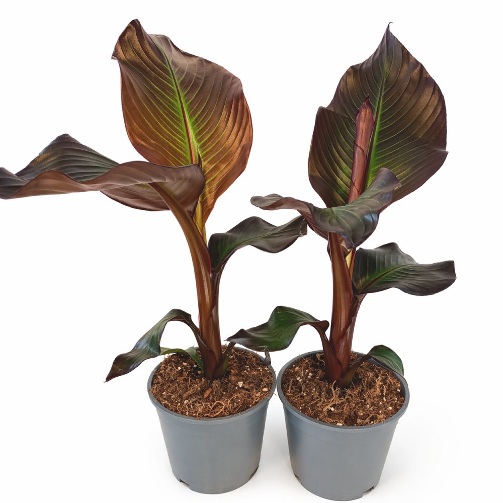 Bananowiec abisyński -ensete maurelli