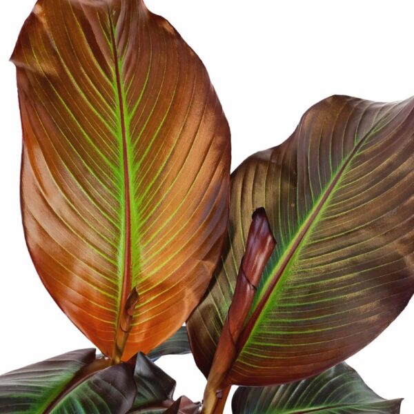 Bananowiec abisyński -ensete maurelli