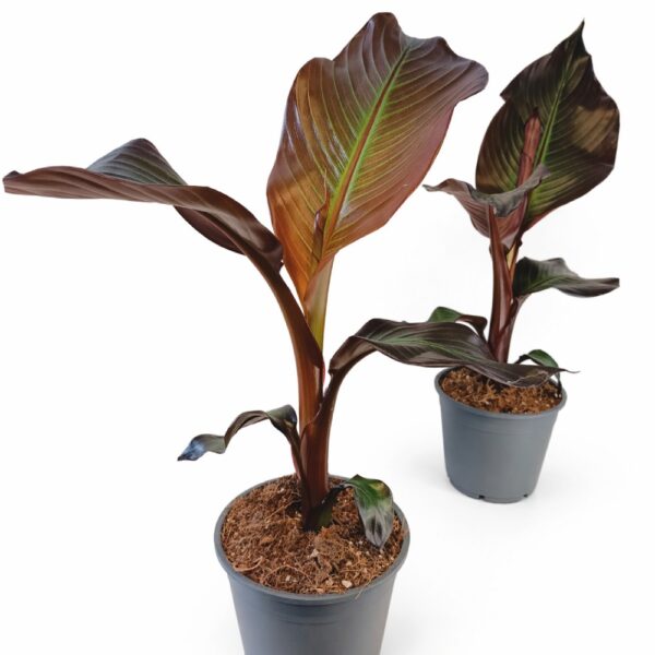 Bananowiec abisyński -ensete maurelli