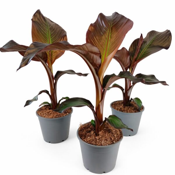 Bananowiec abisyński -ensete maurelli