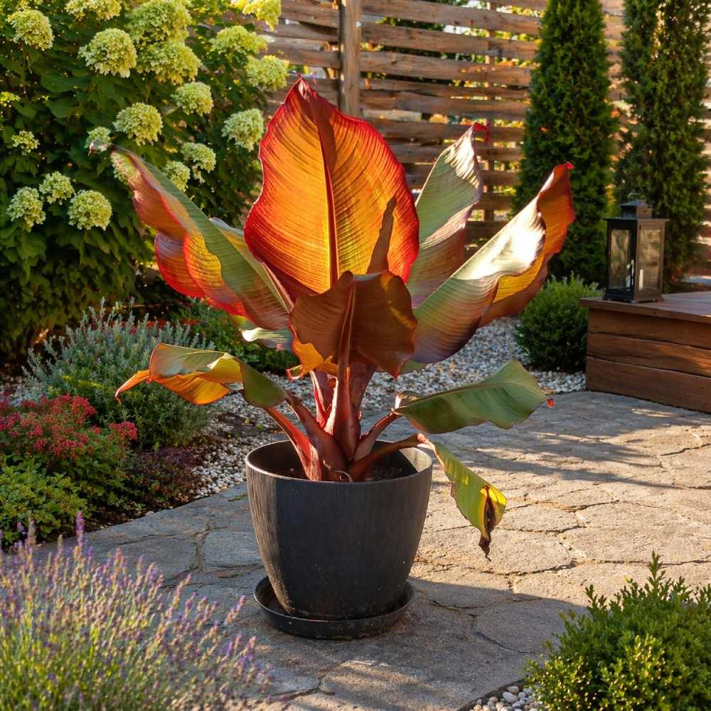 Bananowiec abisyński -ensete maurelli