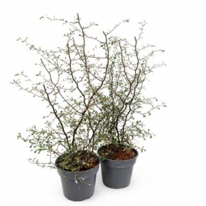 Corokia cotoneaster