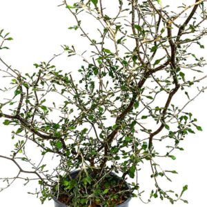 Corokia cotoneaster