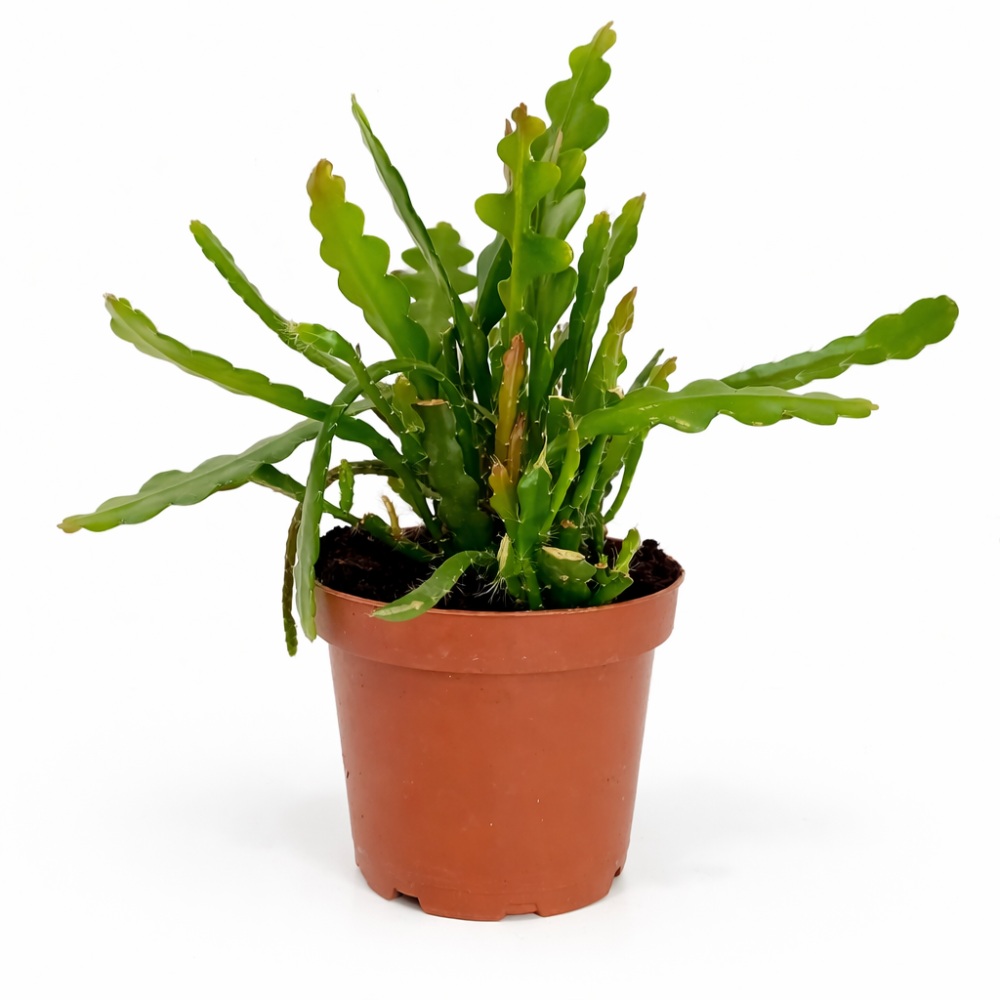 Epiphyllum anguliger