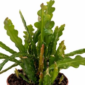 Epiphyllum anguliger