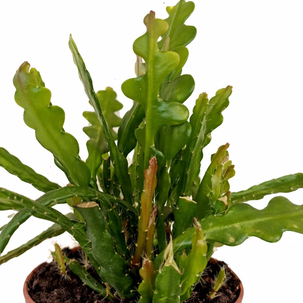 Epiphyllum anguliger