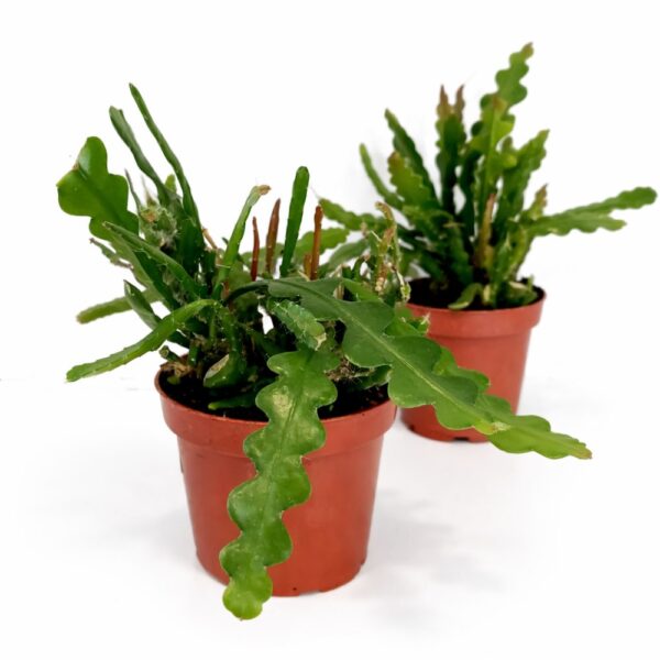 Epiphyllum anguliger