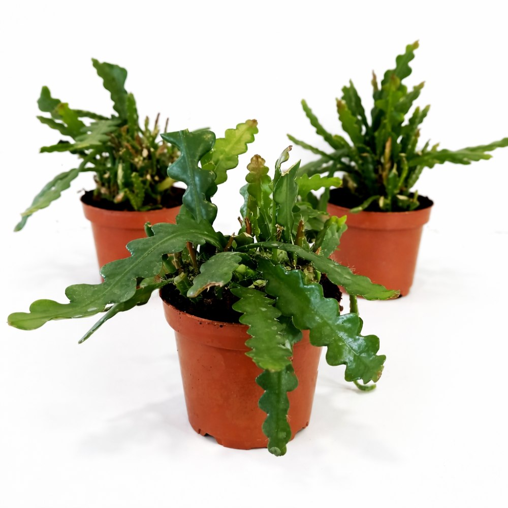 Epiphyllum anguliger