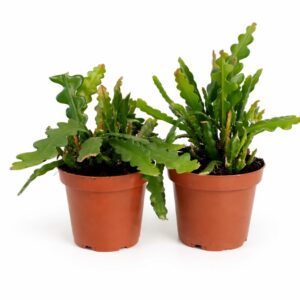 Epiphyllum anguliger