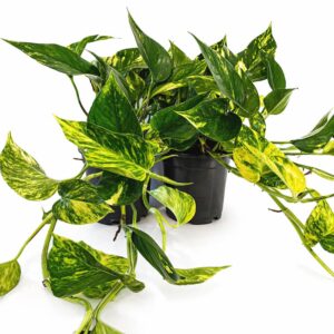 Epipremnum Aureum