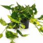 Epipremnum Aureum