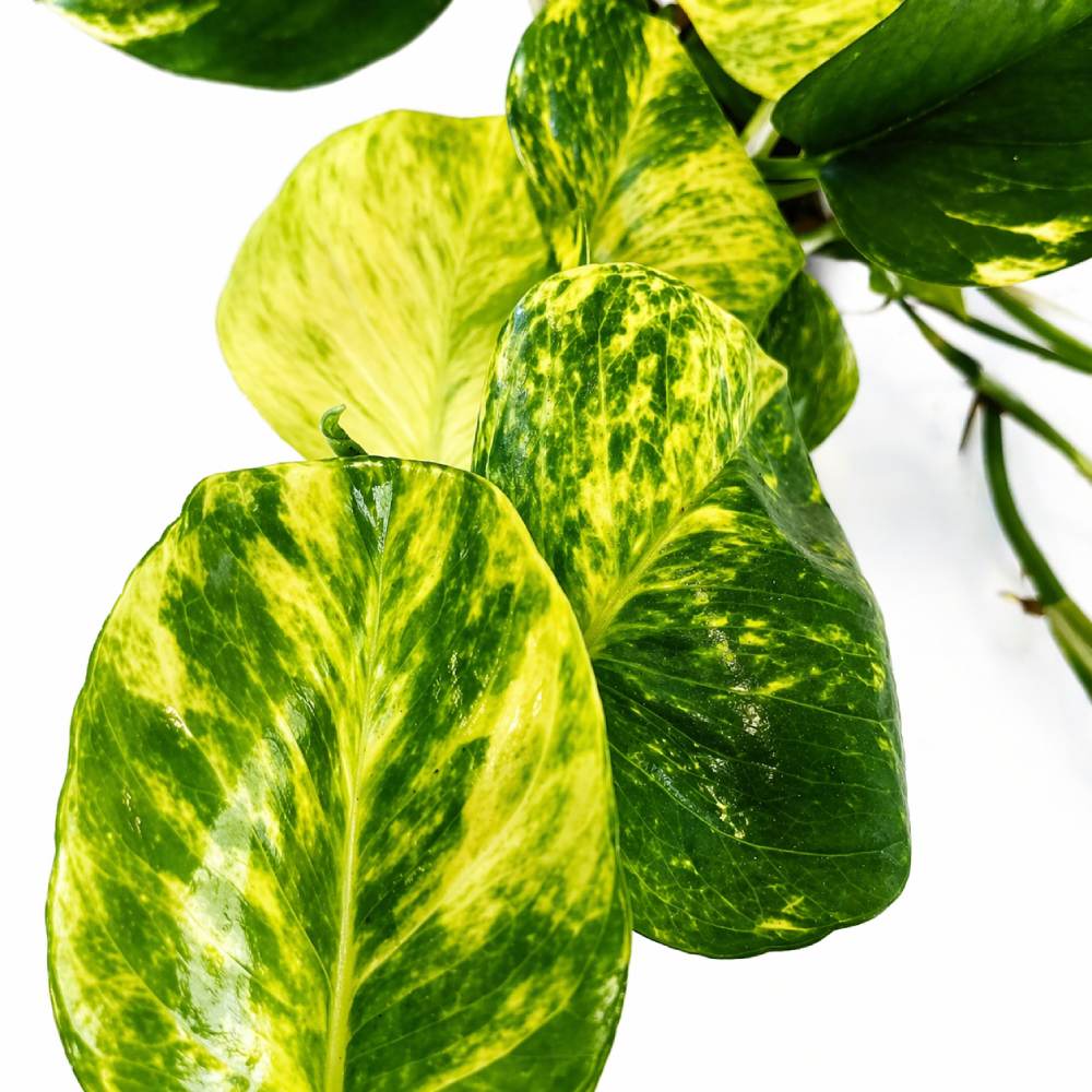 Epipremnum Aureum