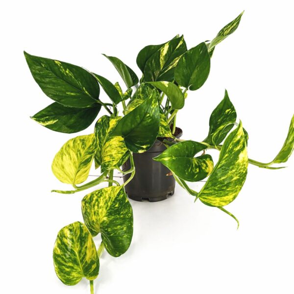 Epipremnum Aureum