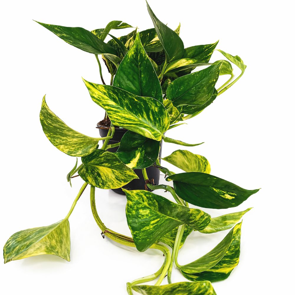 Epipremnum Aureum