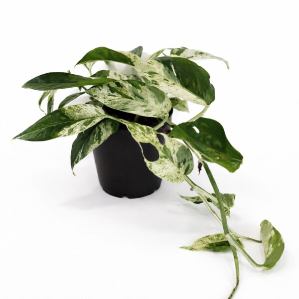 Epipremnum pinnatum Marble Variegata