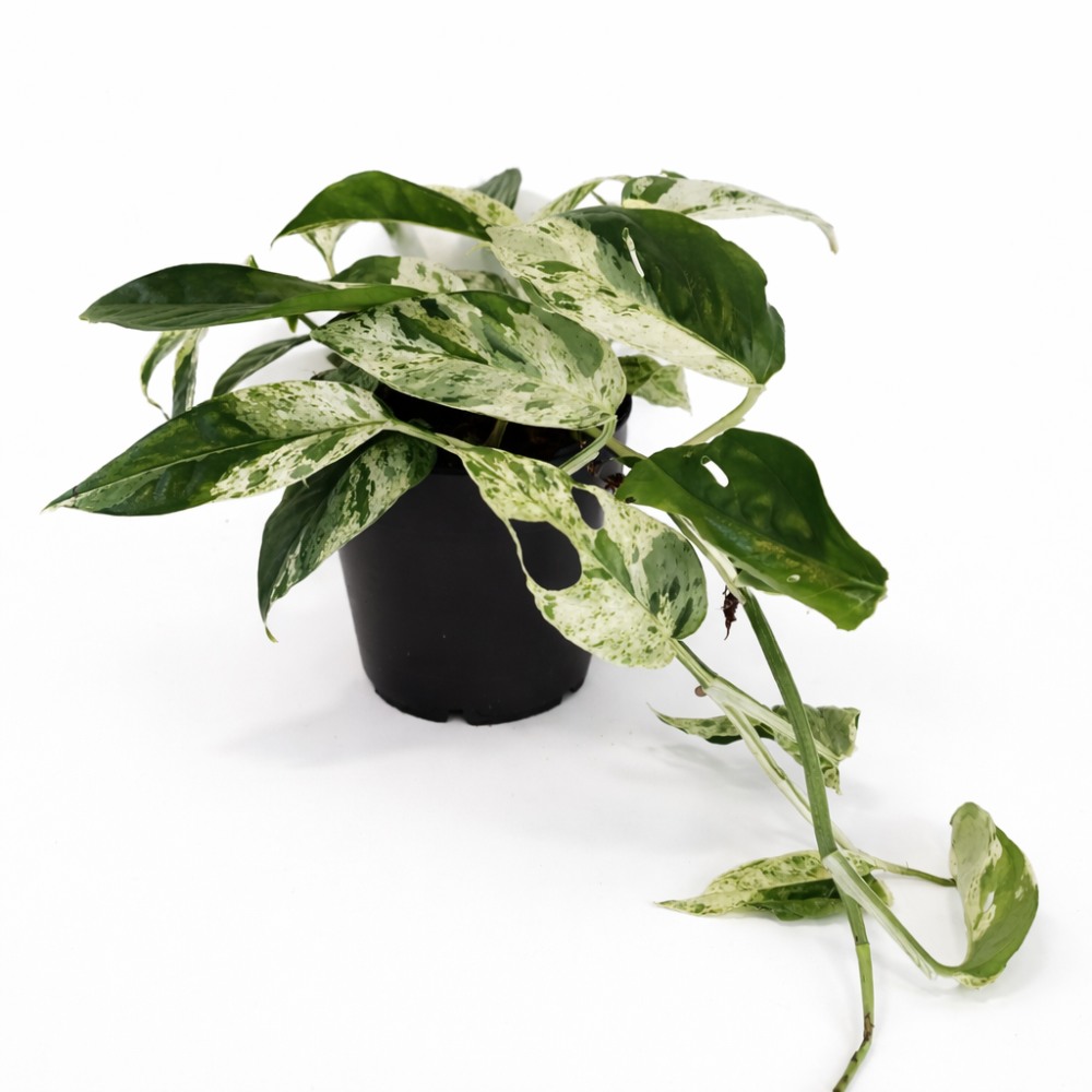 Epipremnum pinnatum Marble Variegata
