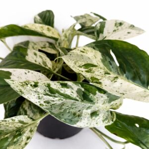 Epipremnum pinnatum Marble Variegata