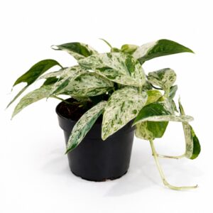 Epipremnum pinnatum Marble Variegata