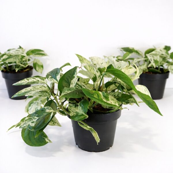 Epipremnum pinnatum Marble Variegata