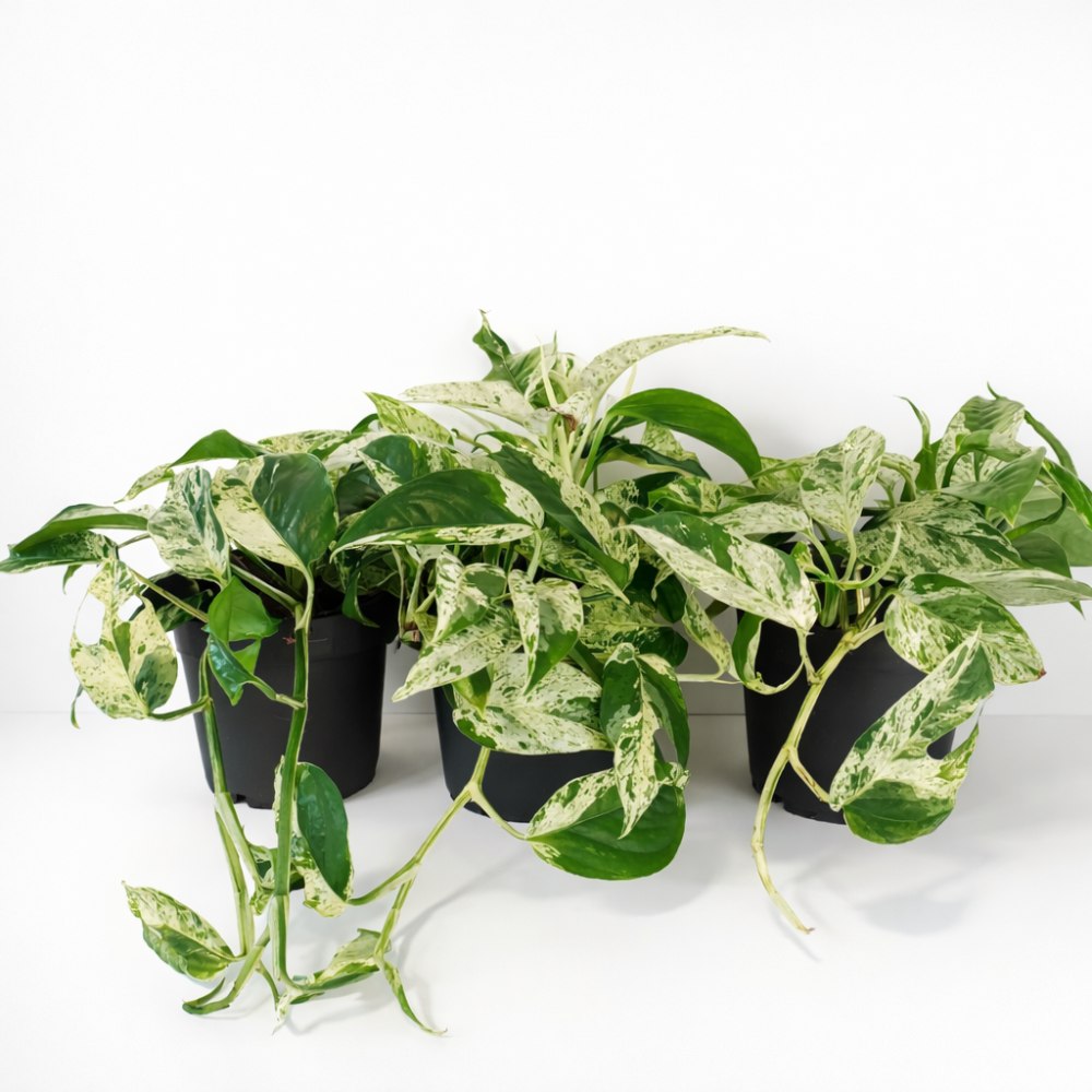Epipremnum pinnatum Marble Variegata