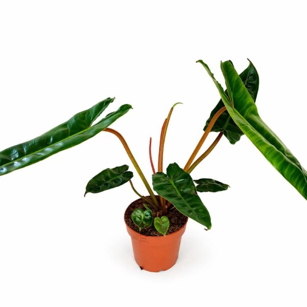 Filodendron Billietiae