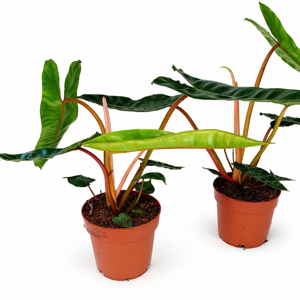 Filodendron Billietiae