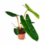 Filodendron Billietiae