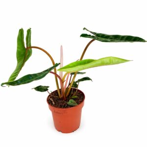 Filodendron Billietiae