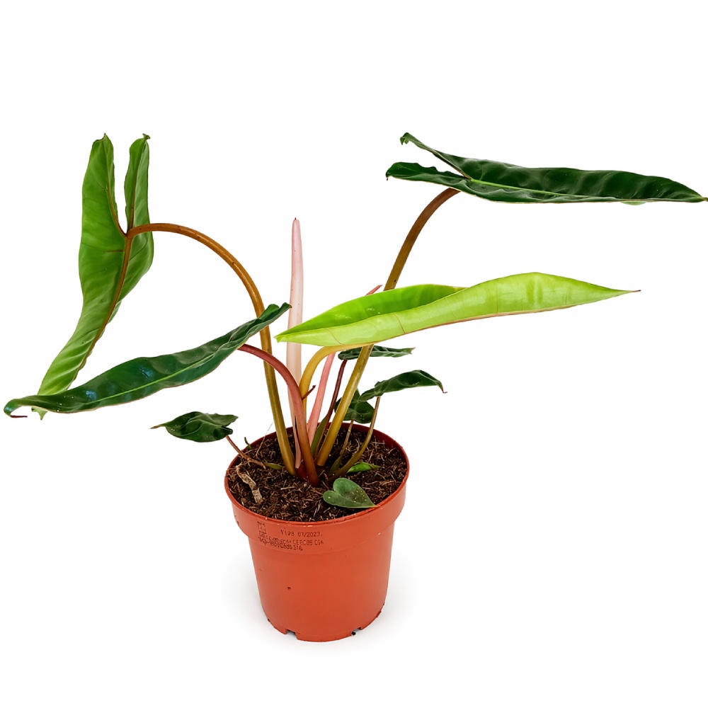 Filodendron Billietiae