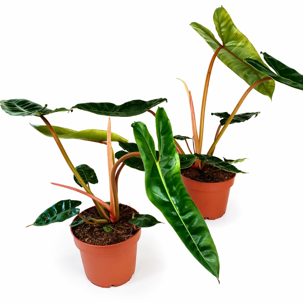 Filodendron Billietiae