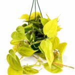 Filodendron scandens Lemon Lime