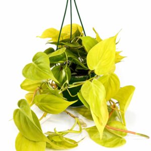 Filodendron scandens Lemon Lime