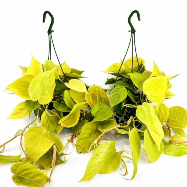 Filodendron scandens Lemon Lime