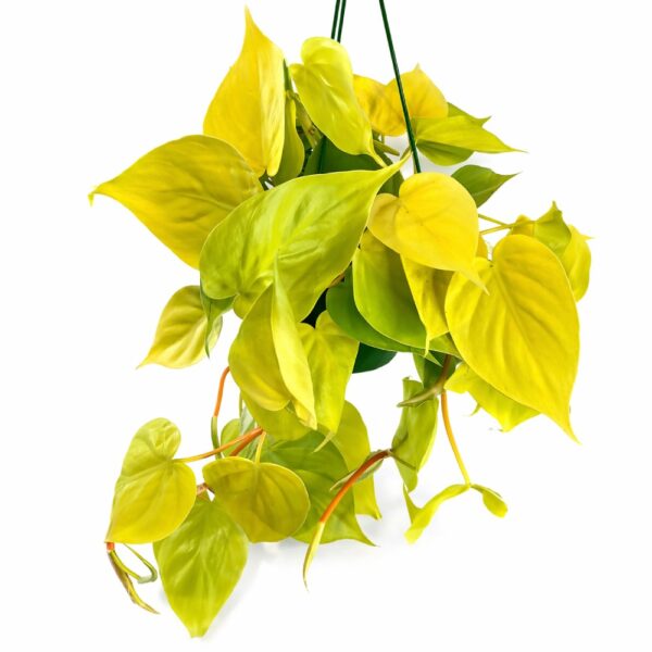 Filodendron scandens Lemon Lime