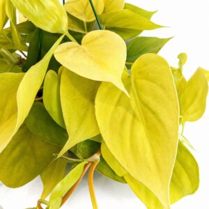Filodendron scandens Lemon Lime