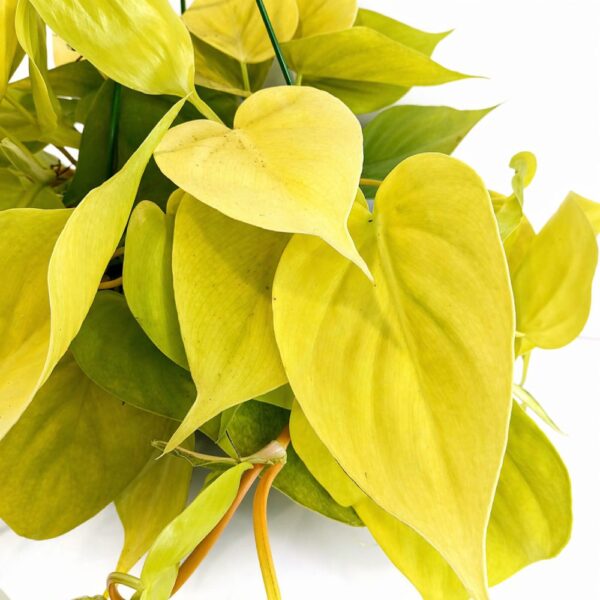 Filodendron scandens Lemon Lime