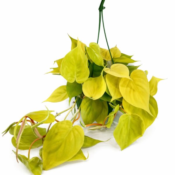 Filodendron scandens Lemon Lime