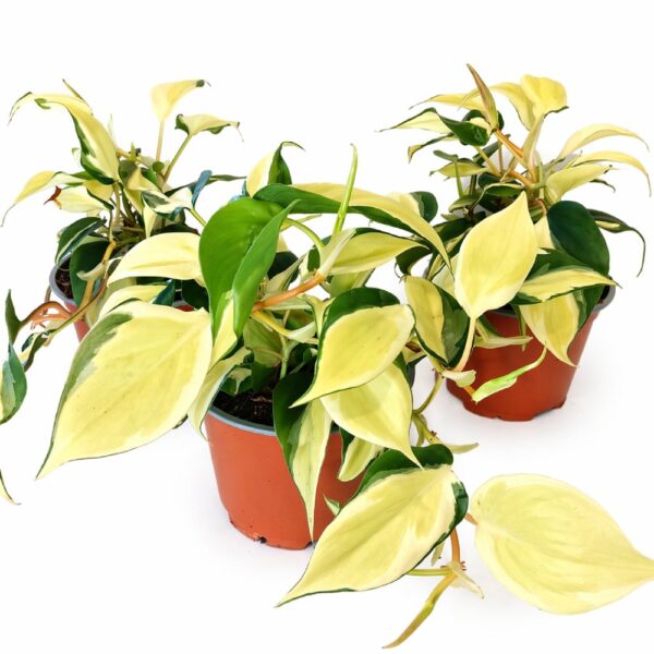 Filodendron scandens Rio