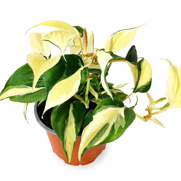 Filodendron scandens Rio