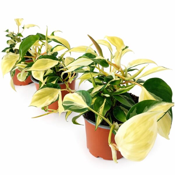 plant table Garden Work Table for Plants – My Store