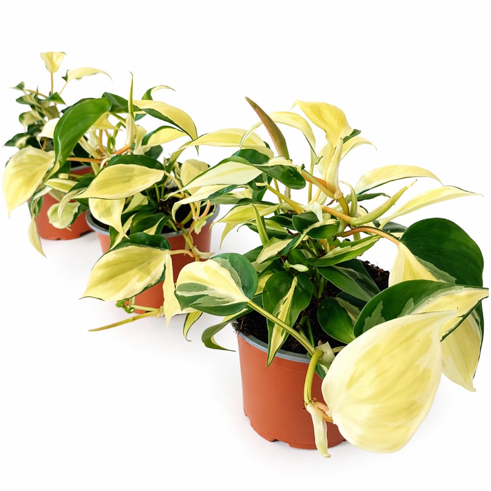 Filodendron scandens Rio