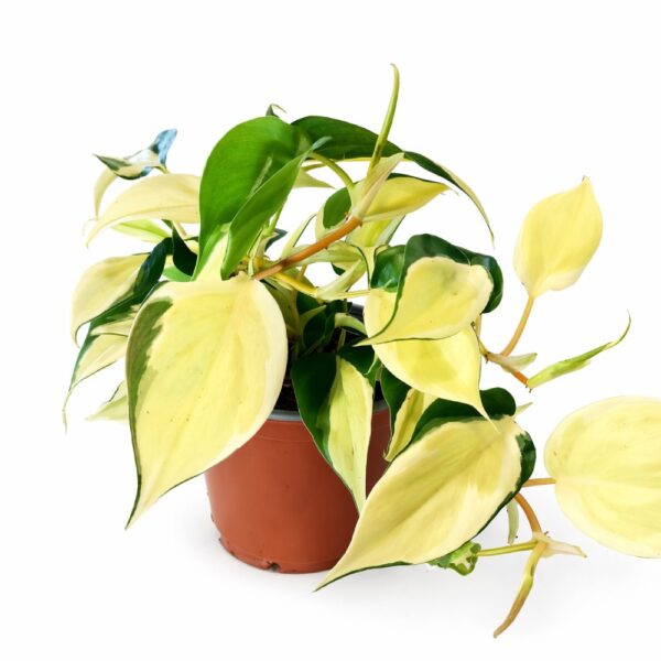 Filodendron scandens Rio