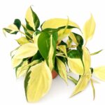 Filodendron scandens Rio